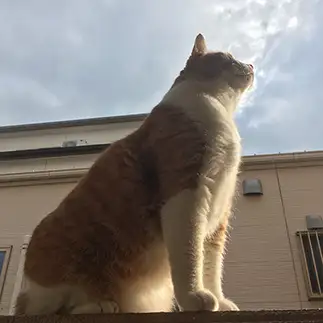 ライオンキングすぎるネコ　　テンマさん