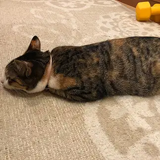 つちのこすぎるネコ　　れおんままんさん