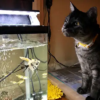 魚に懐かれすぎるネコ　　きよりるさん
