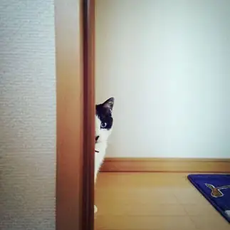『家政猫は見た！』すぎるネコ　　藤井祐子さん