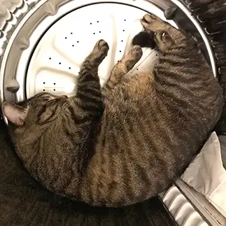 ハマりすぎるネコ　　ちっちさん