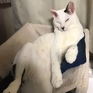 イケメンすぎるネコ　　ルウくんママさん