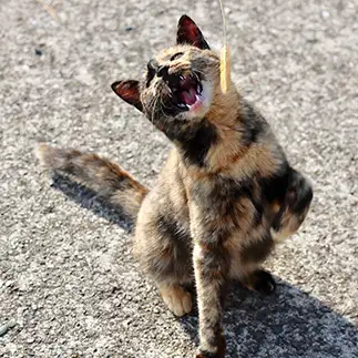 わあー！！！すぎるネコ　　ひぃむさん
