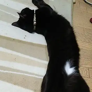 寝てる時油断しすぎるネコ　　ことおさん