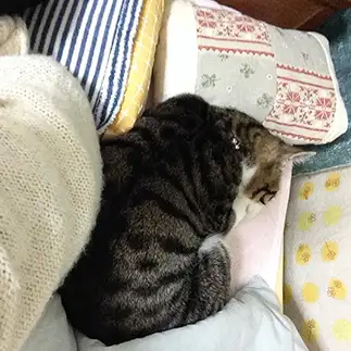 パイレーツオブカリビアンすぎるネコ　　はるちんさん