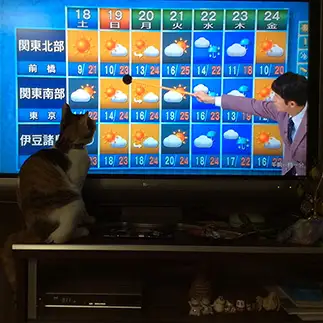 天気予報が気になりすぎるネコ　　みなおさん