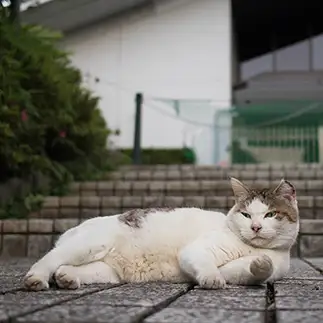 チャンネルを切り替えすぎるネコ　　サトウヒロキさん