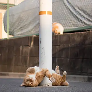 ポールダンサーすぎるネコ　　サトウヒロキさん