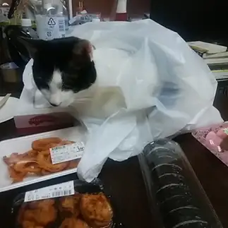 コンビニ袋に入りたすぎるネコ　　元気君さん