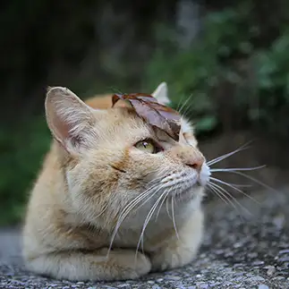 落ち葉がお洒落すぎるネコ　　tzkrsatoruさん