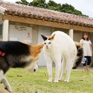 犬にビビりすぎるネコ　　ＮＡＨＯさん