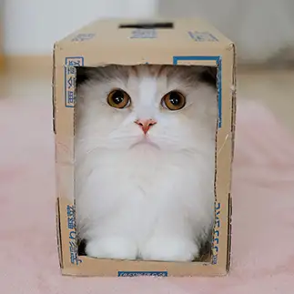 型にはまりすぎるネコ　　なおさん