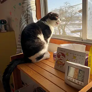 外に憧れすぎるネコ　　高橋こずえさん