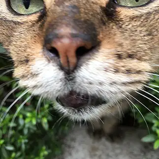 近ずきすぎるネコ　　ｋａｏさん