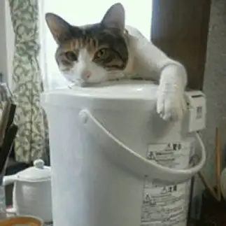 寒がりすぎるネコ　　みなおさん