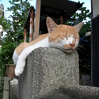 無防備すぎるネコ　　佐々木　康予さん