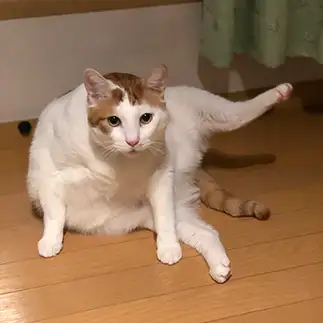 決めポーズすぎるネコ　　雅修さん