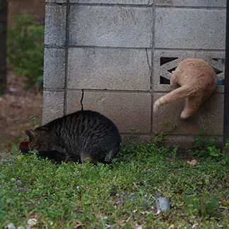 性格が違いすぎるネコ　　よしおさん