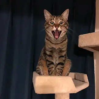 驚きすぎるネコ　　ｃｈａｔ　ｎｏｉｒさん