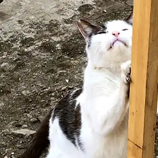 爪研ぎに夢中すぎるネコ　　いしいともこさん