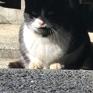 ラスボス感ありすぎるネコ　　ｙｏｕさん