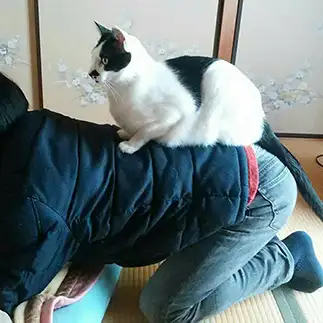 マキバオーすぎるネコ　　のんさん