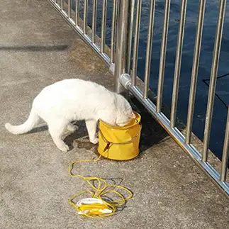 鯊が大好きすぎるネコ　　海口　あめちゃんさん