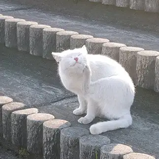 鯊を食べて大満足すぎるネコ　　海口　あめちゃんさん