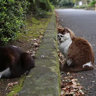 御飯食べられなくて残念すぎるネコ　　ｔｚｋｒｓａｔｏｒｕさん