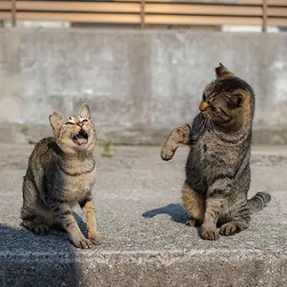 上司への愚痴が止まらなさすぎるネコ　　ｍｏｃｈａさん