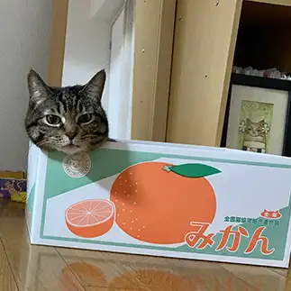 体が箱すぎるネコ　　ちっちさん