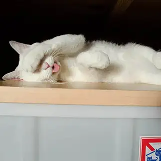 笑ってごまかしすぎるネコ　　ＯＫＡＫＡさん