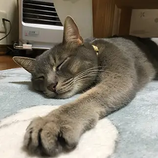 ホかぺでとろけすぎるネコ　　にゃんも５１さん