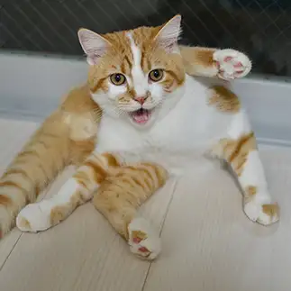 ヨガすぎるネコ　　みろぬしさん