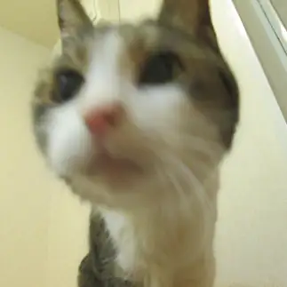 まん丸顔すぎるネコ　　ウインママさん