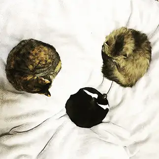 みんなでまるまりすぎるネコ　　ピィチャム美里さん