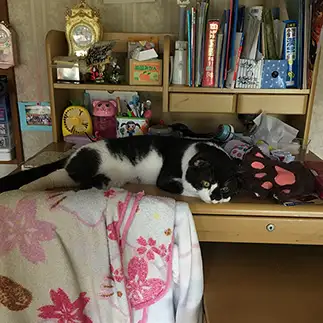 お姉ちゃんの机を横取りしすぎるネコ　　高橋こずえさん