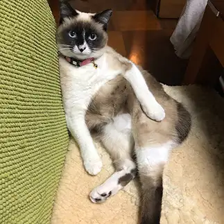 おっさんすぎるネコ　　めぐママさん