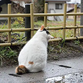 斜めすぎるネコ　　仙城　彩漓さん
