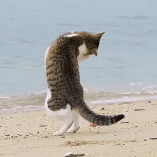 Ｃすぎるネコ　　ＮＡＨＯさん