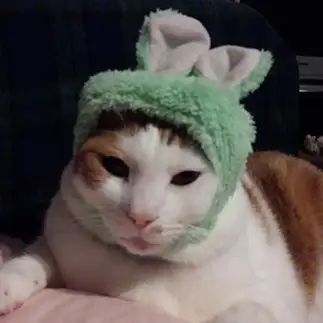 うさぎになったつもりすぎるネコ　　雅修さん