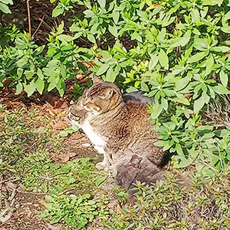 境目がわからなすぎるネコ　　かーこさん