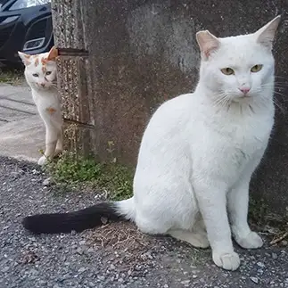 ストーカーすぎるネコ　　よしおさん