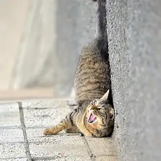 しゃちほこすぎるネコ　　ままめろんさん