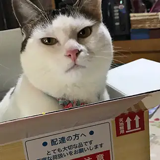 挑戦的すぎるネコ　　ねこふわりんさん