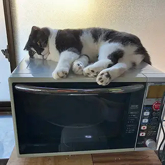 レンジの上好きすぎるネコ　　高橋こずえさん