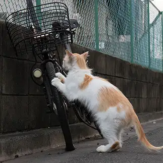 パンク修理すぎるネコ　　サトウヒロキさん