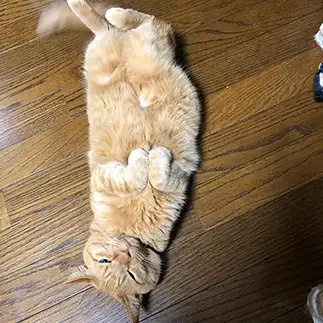 ラッコちゃんすぎるネコ　　カミオさん