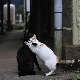突っ込みが激しすぎるネコ　　tzkrsatoruさん