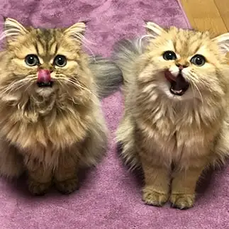 姉妹でお腹がすきすぎるネコ　　ＮＴＭさん